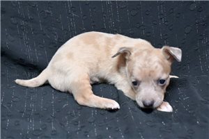 Sebastian - Chihuahua for sale