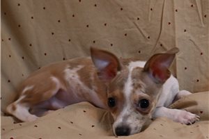 Farlan - Chihuahua for sale