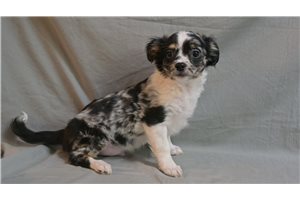 Oreo - Chihuahua for sale