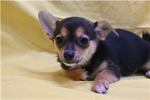 Alexandro - Chihuahua for sale