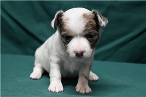 Jasmine - Chihuahua for sale