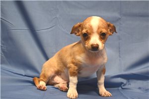 Scout - Chihuahua for sale