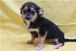 Amari - puppy for sale