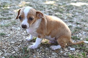 Scout - Chihuahua for sale