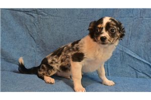 Oreo - Chihuahua for sale