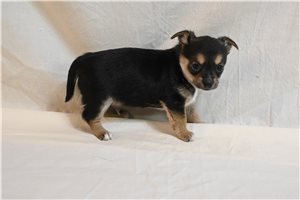Alexandro - puppy for sale