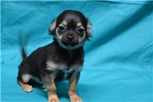 Franklin - Chihuahua for sale