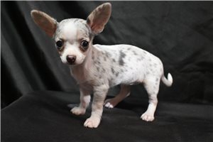 Blush - Chihuahua for sale