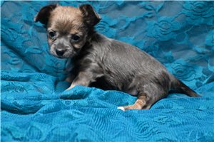 Kian - Chihuahua for sale