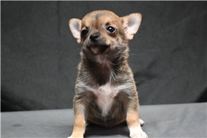Alonzo - Chihuahua for sale