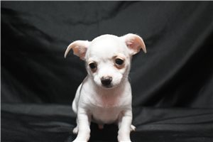 Mercury - Chihuahua for sale