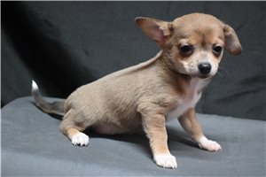 Alma - puppy for sale