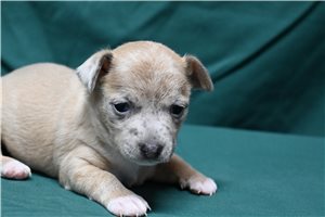 Jack - Chihuahua for sale