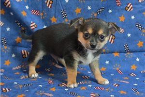 Alexandro - Chihuahua for sale