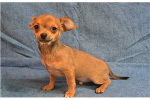 Owen - Chihuahua for sale