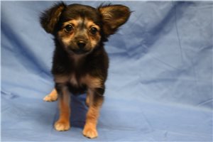 Alyssa - Chihuahua for sale