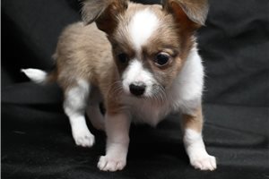 Lily - Chihuahua for sale