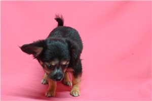 Alyssa - Chihuahua for sale