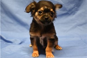 Franklin - Chihuahua for sale
