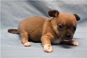 Avery - puppy for sale