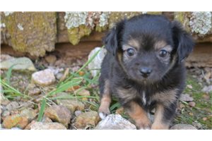Alyssa - Chihuahua for sale