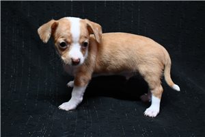 Scout - Chihuahua for sale