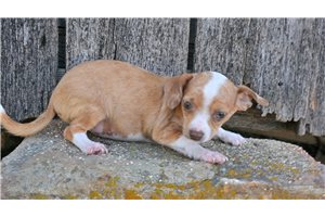 Scout - Chihuahua for sale