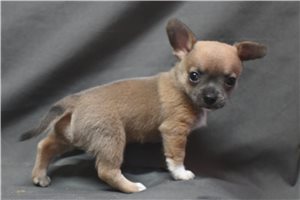 Avery - Chihuahua for sale