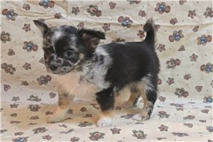 Oswald - Chihuahua for sale