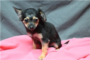 Alyssa - Chihuahua for sale