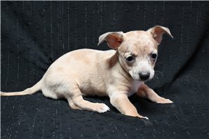 Sebastian - Chihuahua for sale