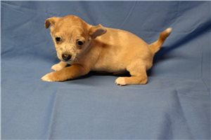 Jack - Chihuahua for sale
