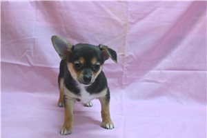 Alexandro - Chihuahua for sale