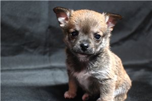 Alonzo - Chihuahua for sale