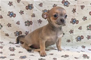 Owen - Chihuahua for sale