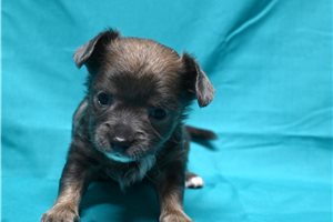 Kian - Chihuahua for sale