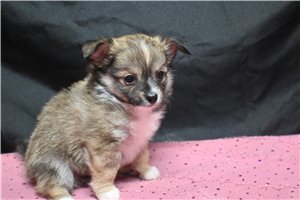 Antonio - Chihuahua for sale