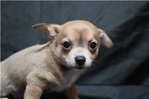 Alma - Chihuahua for sale