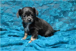 Kendra - Chihuahua for sale