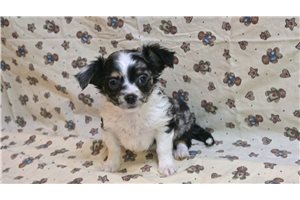 Oreo - Chihuahua for sale