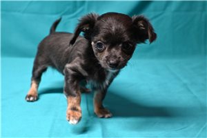 Kendra - Chihuahua for sale