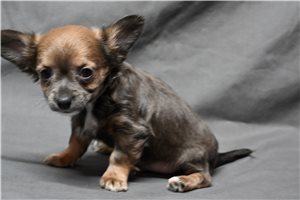 Kian - Chihuahua for sale
