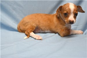 Scout - Chihuahua for sale