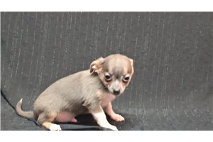 Ranger - Chihuahua for sale