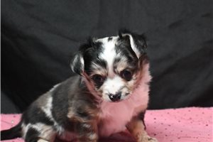 Greta - puppy for sale