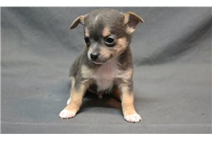 Romeo - puppy for sale