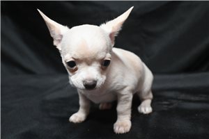 Meteor - Chihuahua for sale