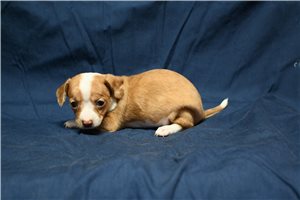 Scout - Chihuahua for sale