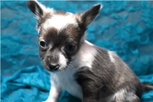 Kennedy - Chihuahua for sale