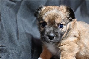 Annabella - Chihuahua for sale